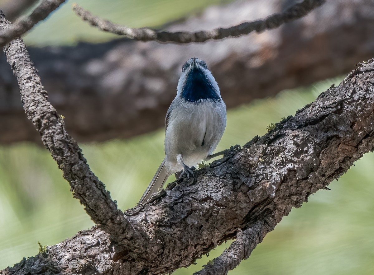 Mountain Chickadee - ML429389731