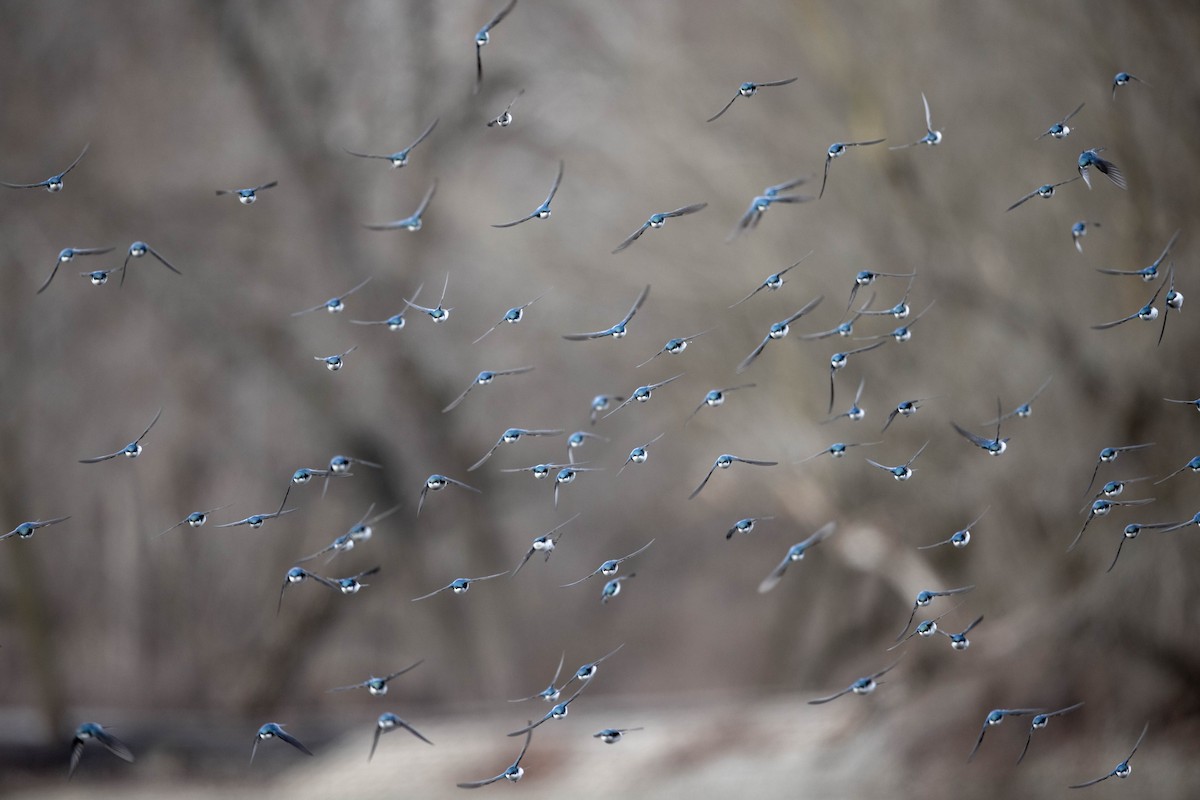 Tree Swallow - ML429389801