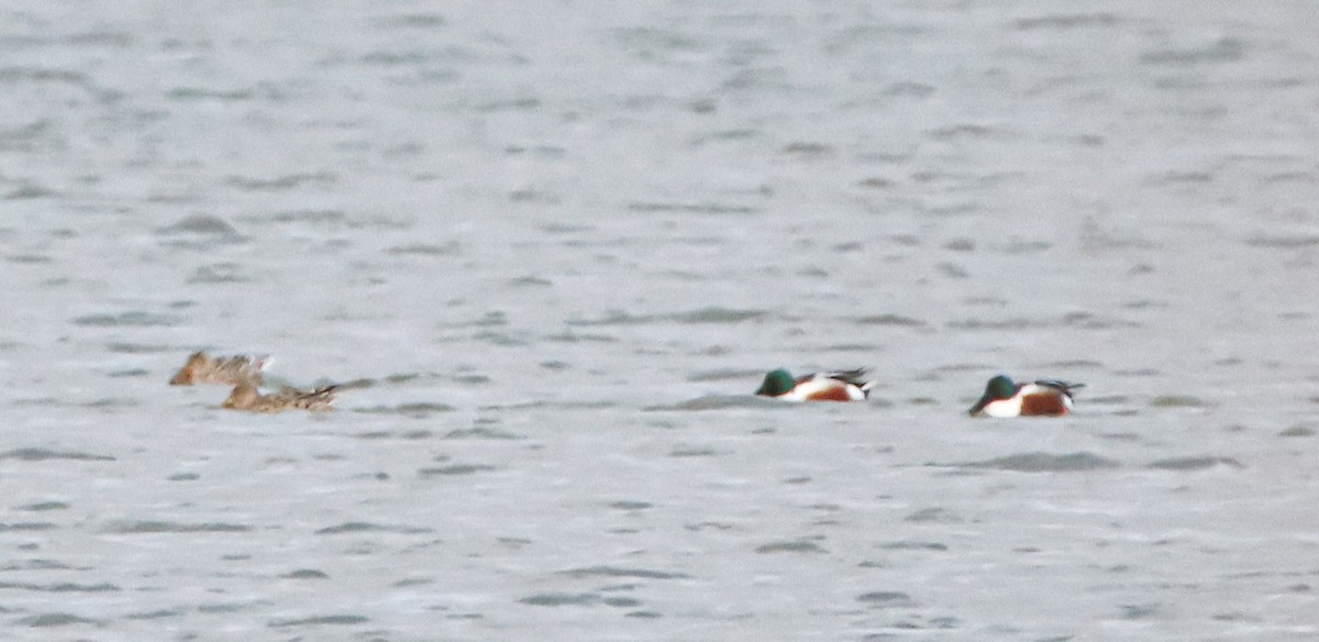 Northern Shoveler - ML429389911