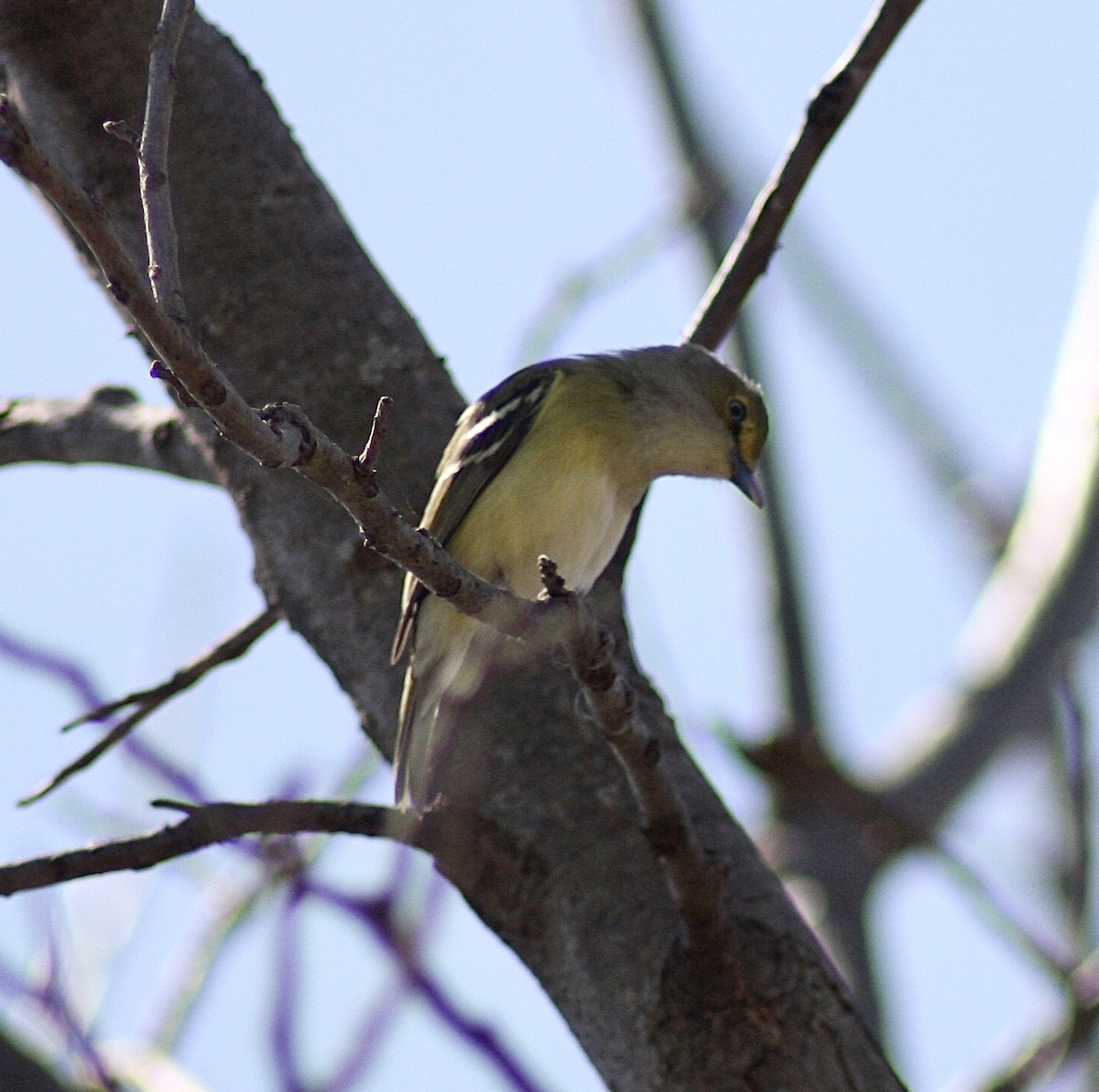 Vireo Ojiblanco - ML429389931