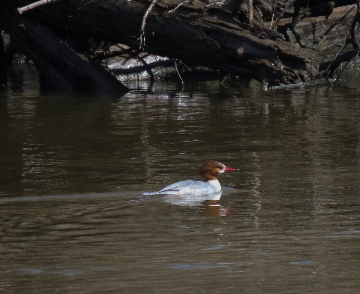 Common Merganser - ML429390121