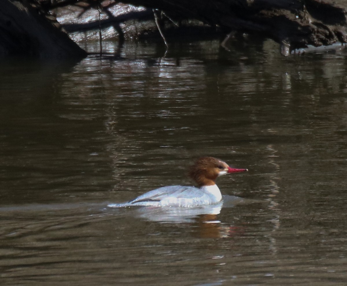 Common Merganser - Kelly Krechmer