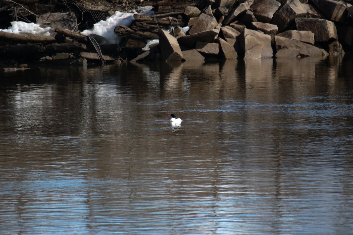 Common Merganser - ML429390151