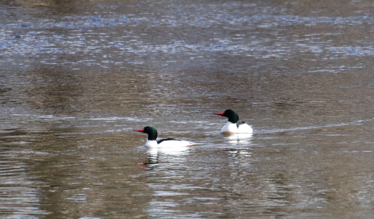 Common Merganser - ML429390161