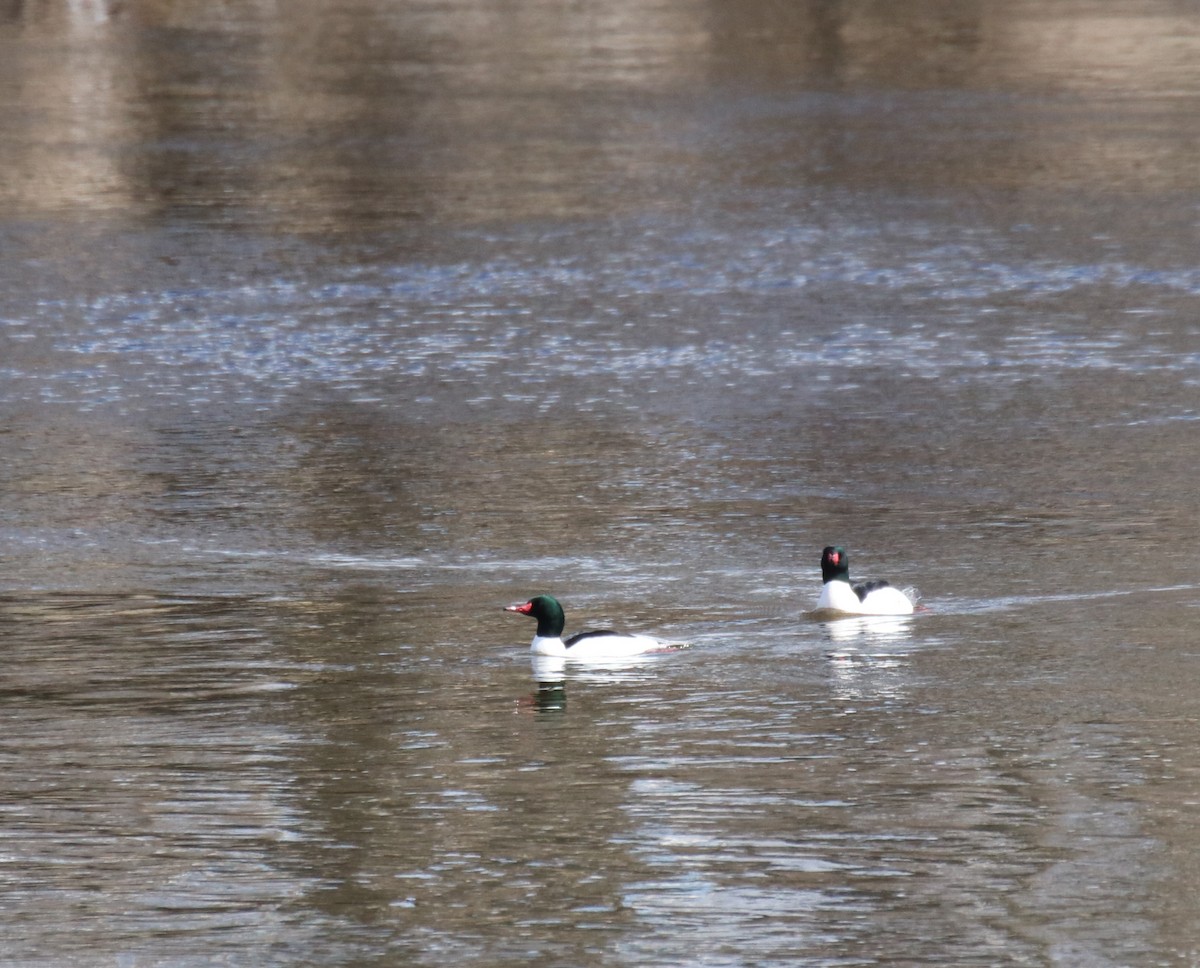 Common Merganser - Kelly Krechmer