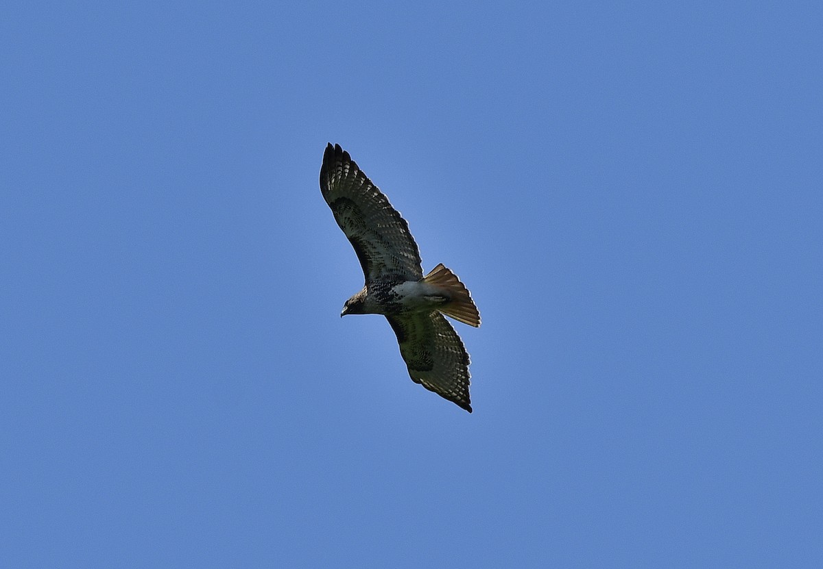 Red-tailed Hawk - ML429390761