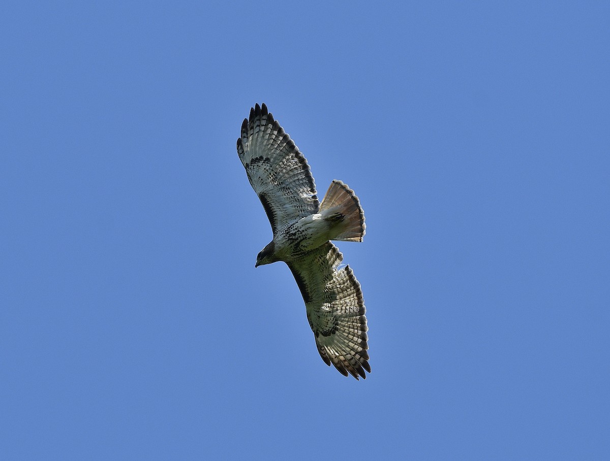 Red-tailed Hawk - ML429390831