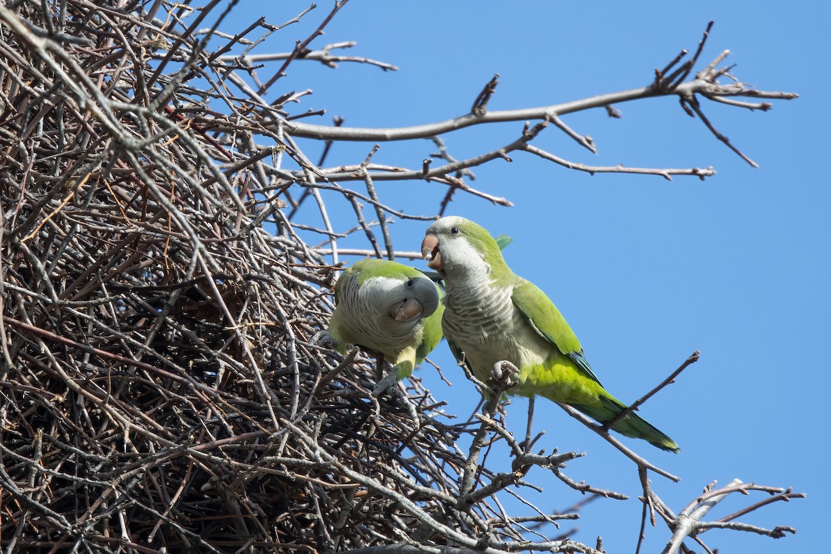 Monk Parakeet - Kalpesh Krishna