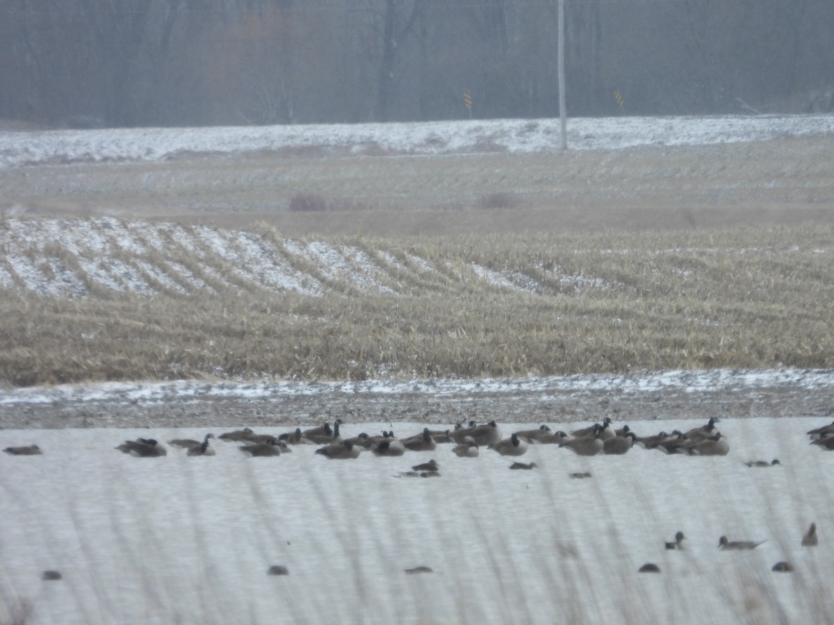 Canada Goose - Jean W. Côté