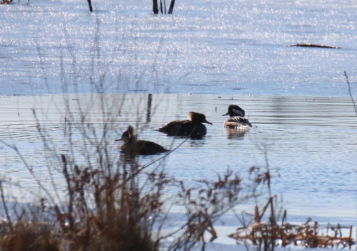 Hooded Merganser - ML429392601