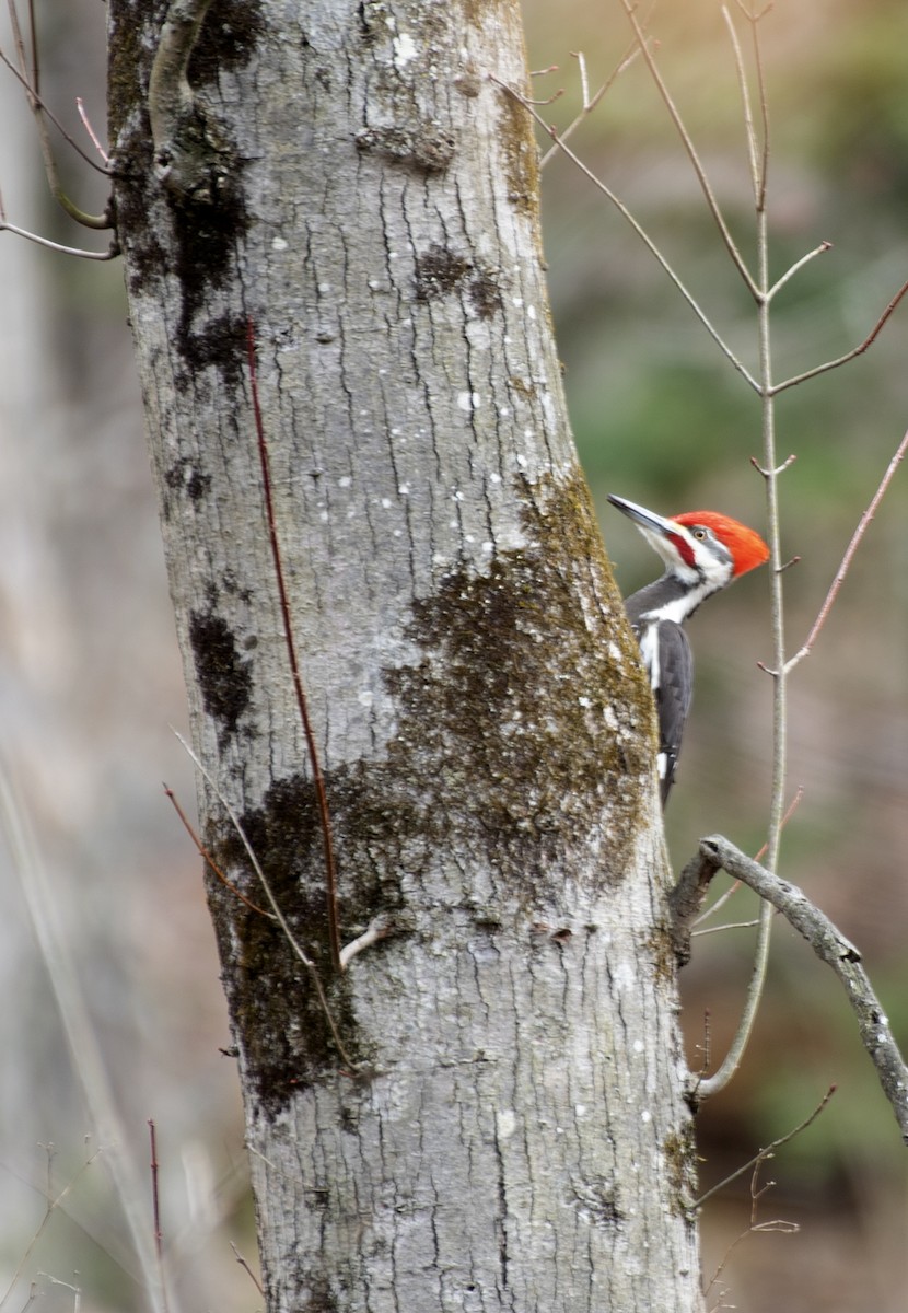 Pileated Woodpecker - kyle chelius