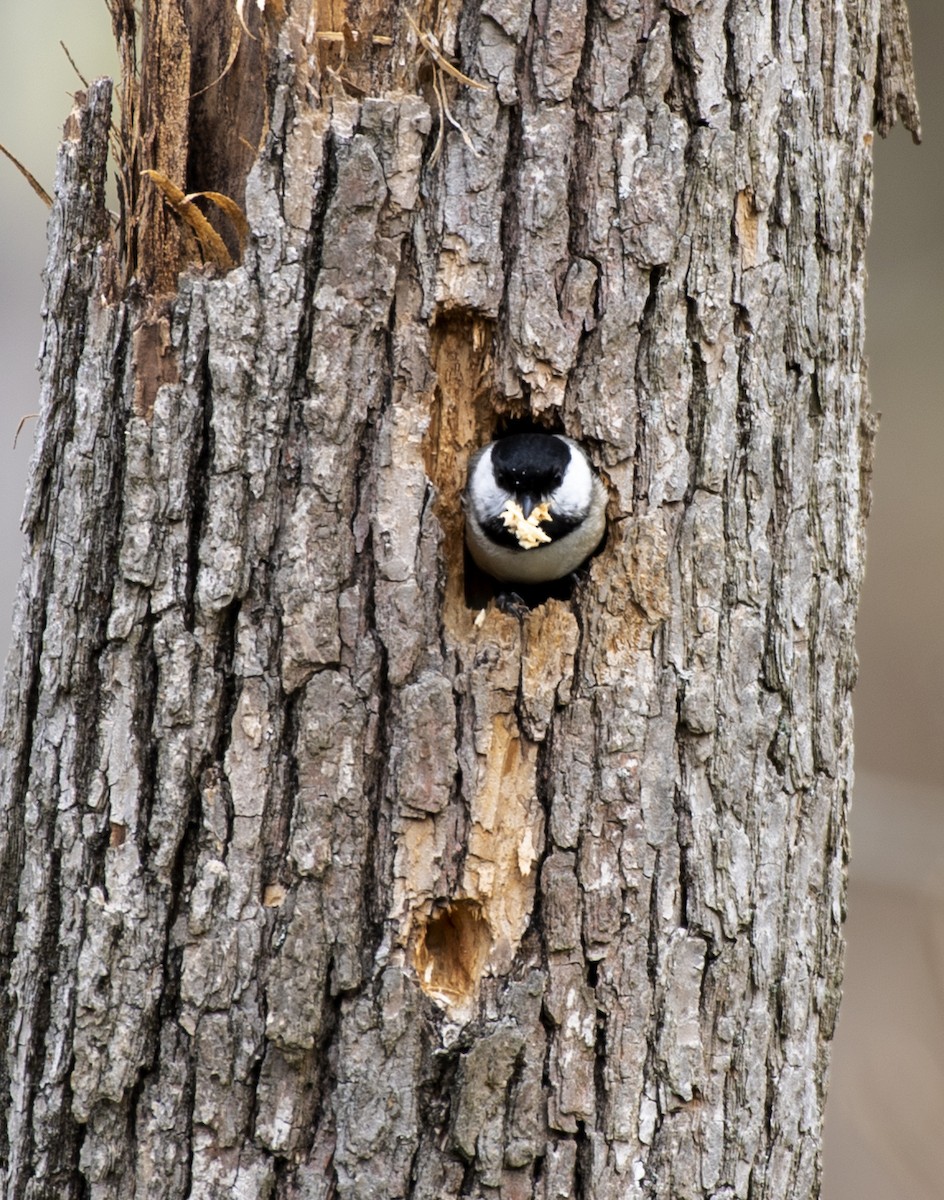 Carolina Chickadee - kyle chelius