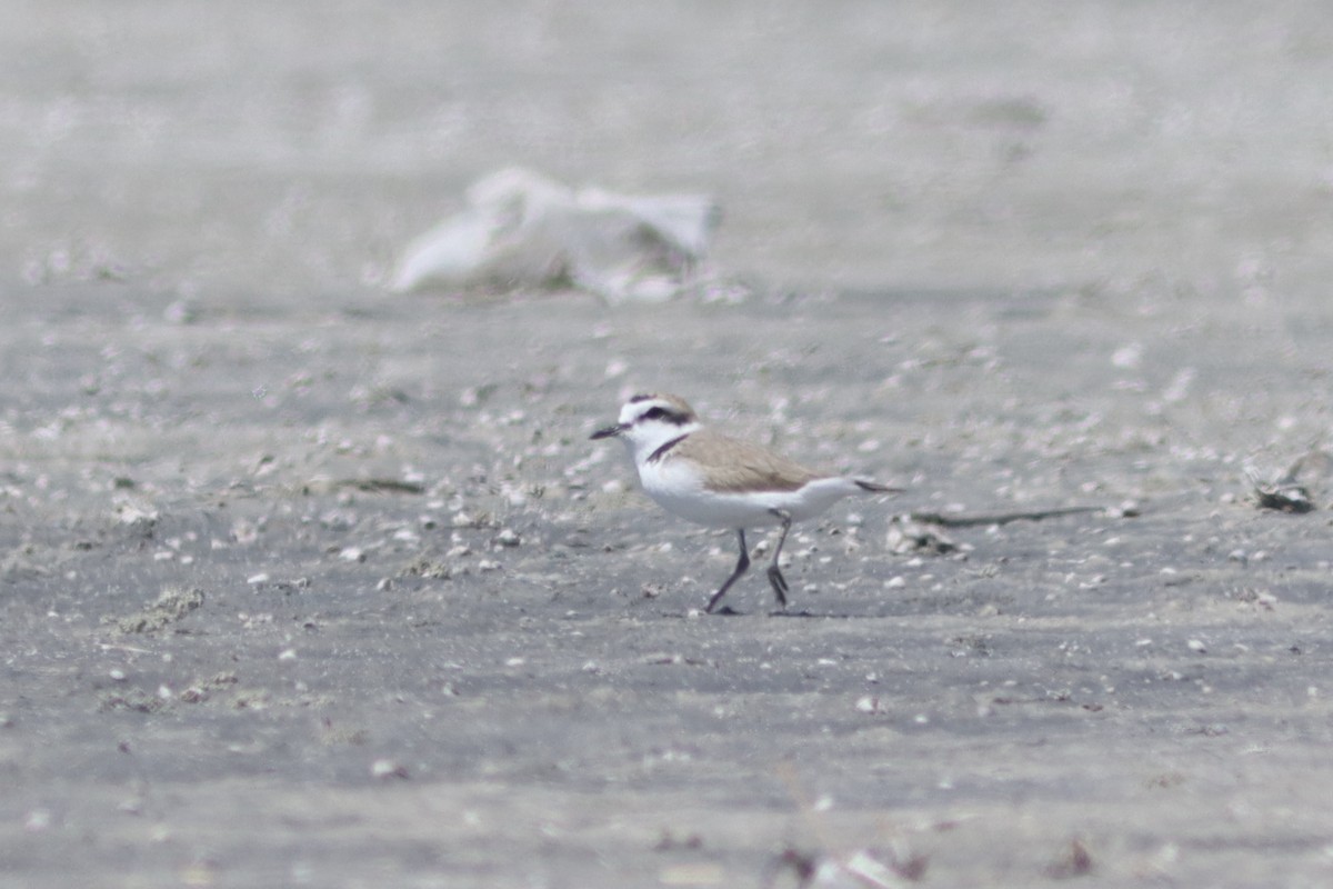 Snowy Plover - ML429393491