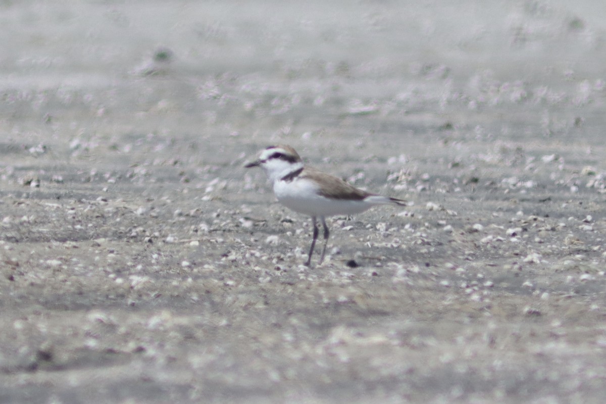 Snowy Plover - ML429393501