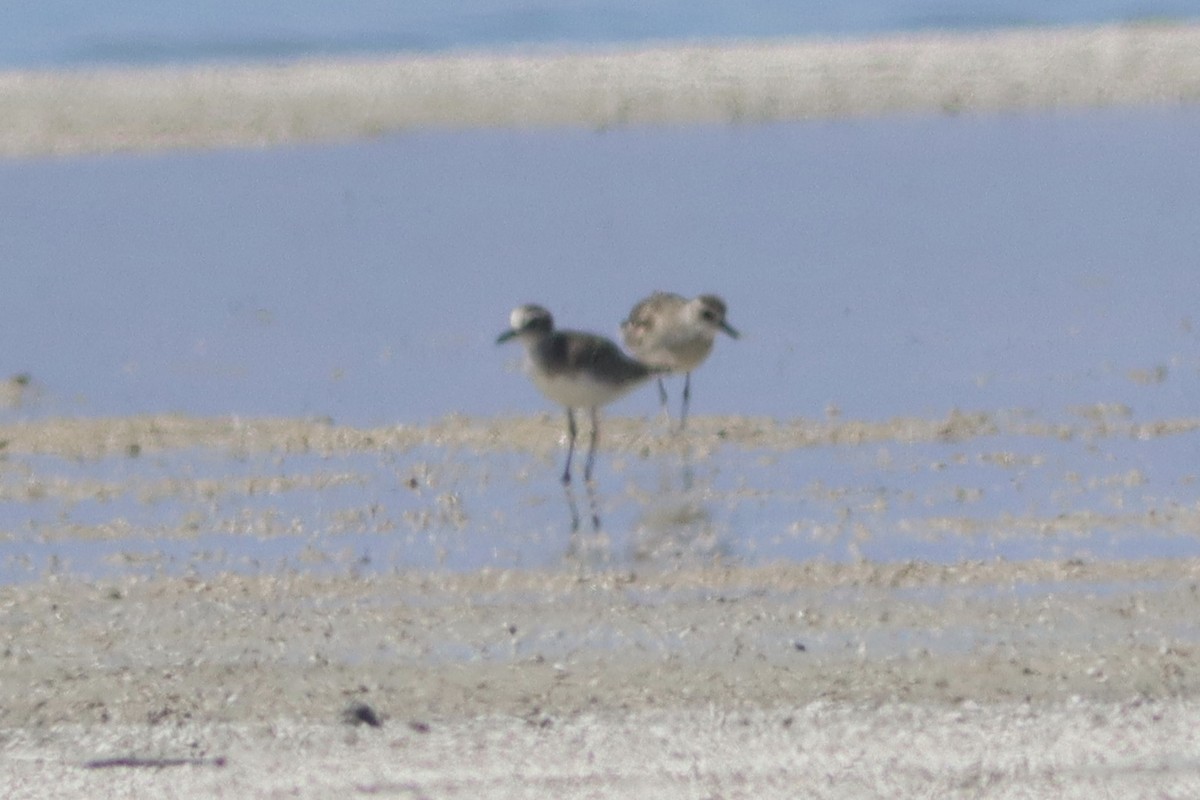 Snowy Plover - ML429393511