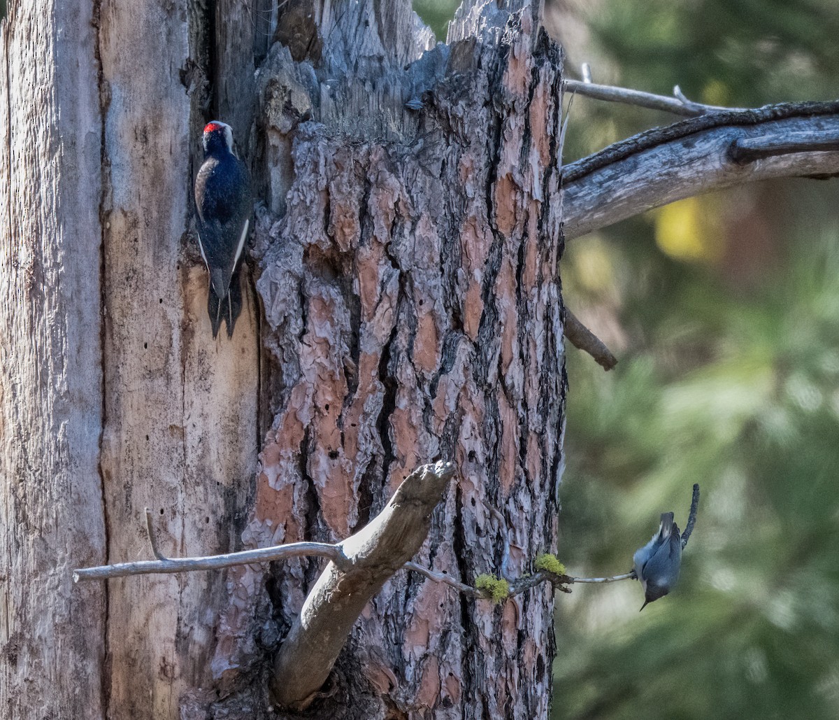 White-headed Woodpecker - Terry Karlin