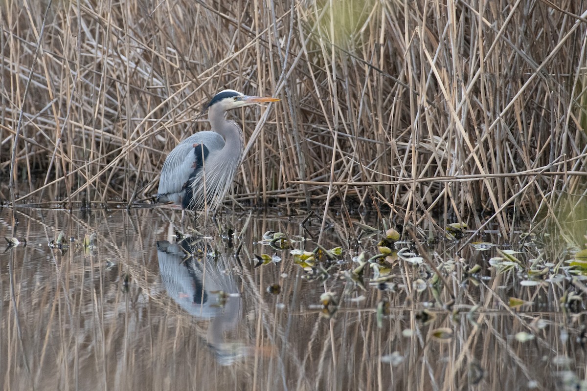 Great Blue Heron - ML429394391