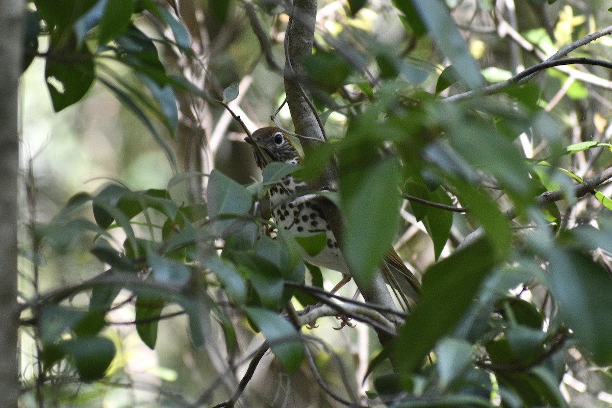 Wood Thrush - ML429394471