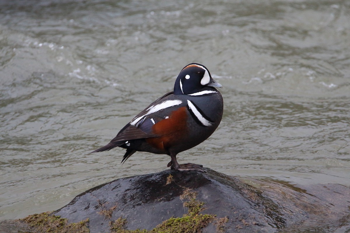 Harlequin Duck - ML429395211