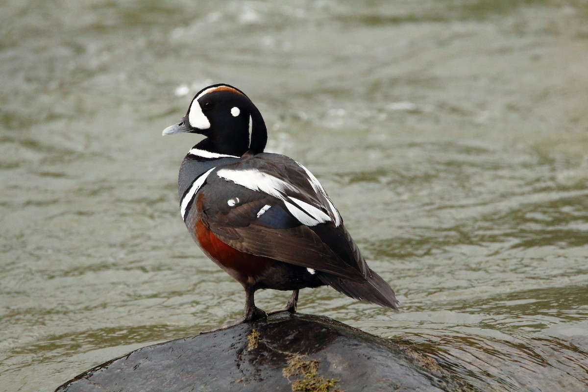 Harlequin Duck - ML429395251