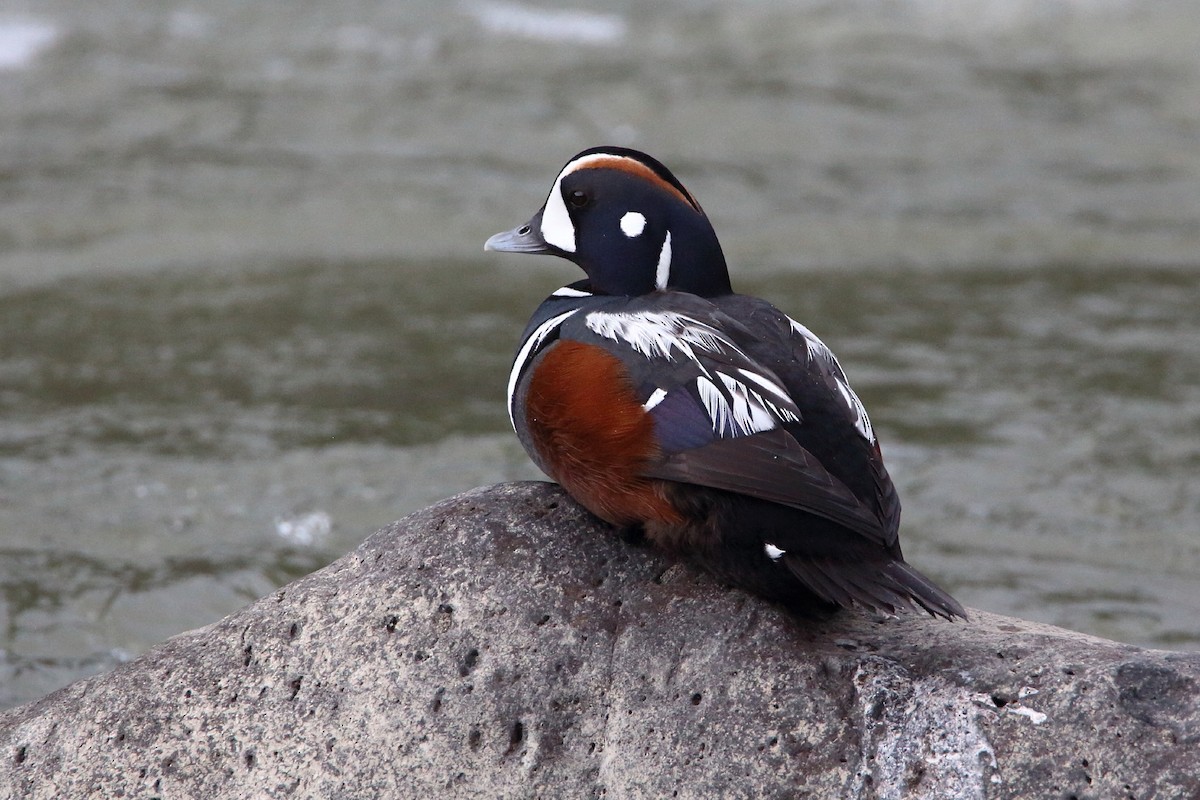 Harlequin Duck - James Cummins