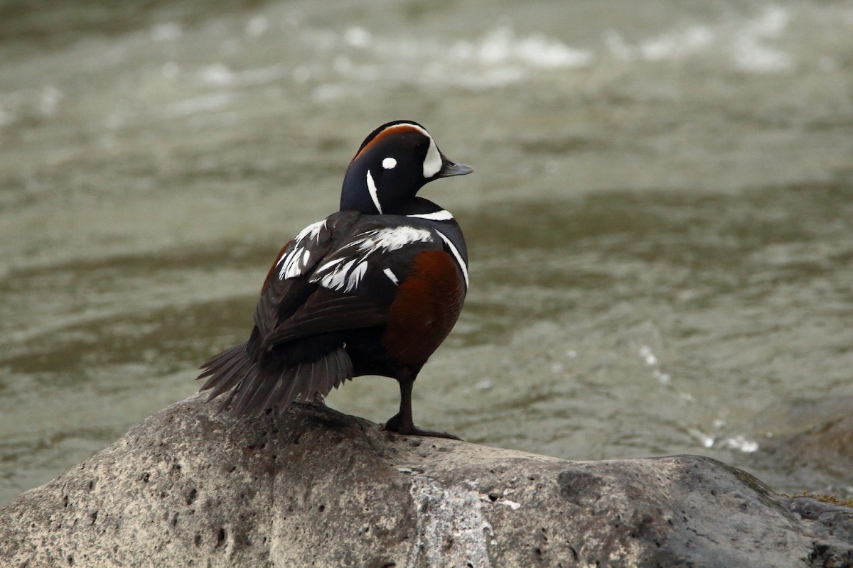 Harlequin Duck - ML429395281