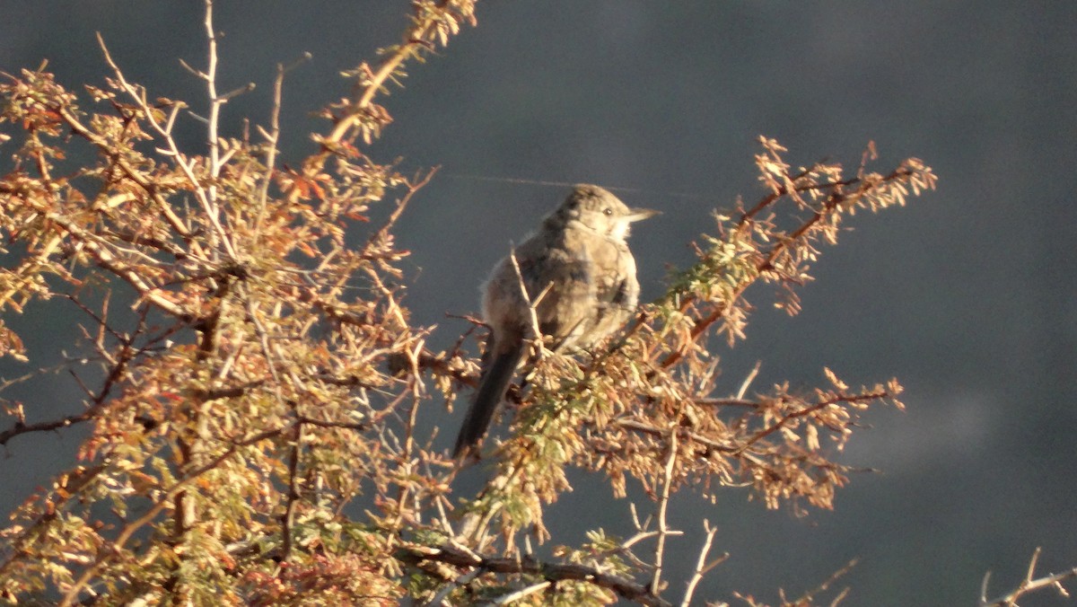 White-throated Cacholote - ML429395861