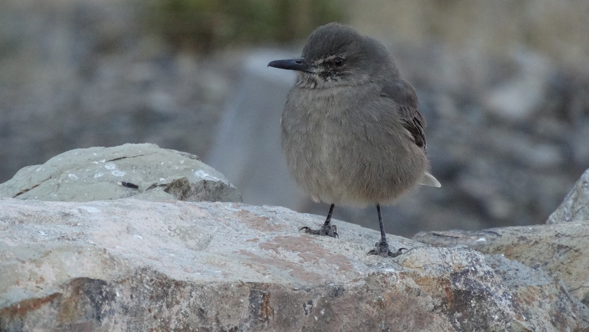 Black-billed Shrike-Tyrant - ML429396571