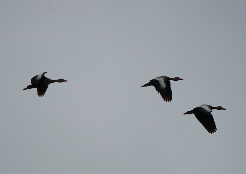 Black-bellied Whistling-Duck - Julie Watson