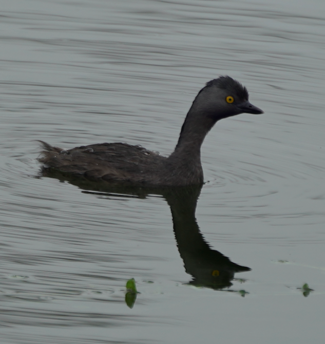 Least Grebe - Julie Watson