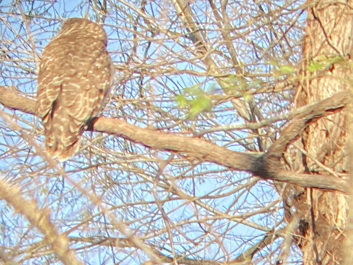 Barred Owl - ML429398001