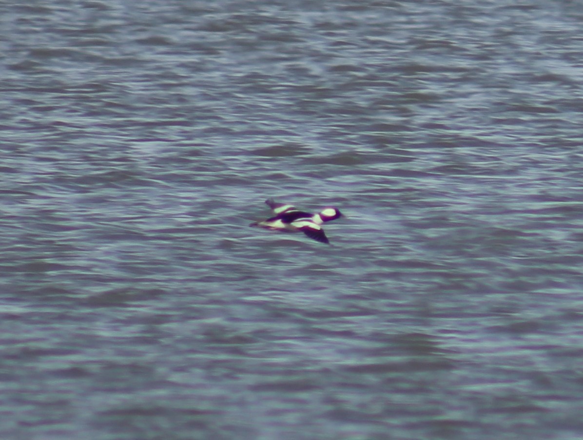 Bufflehead - Lizzy Lang