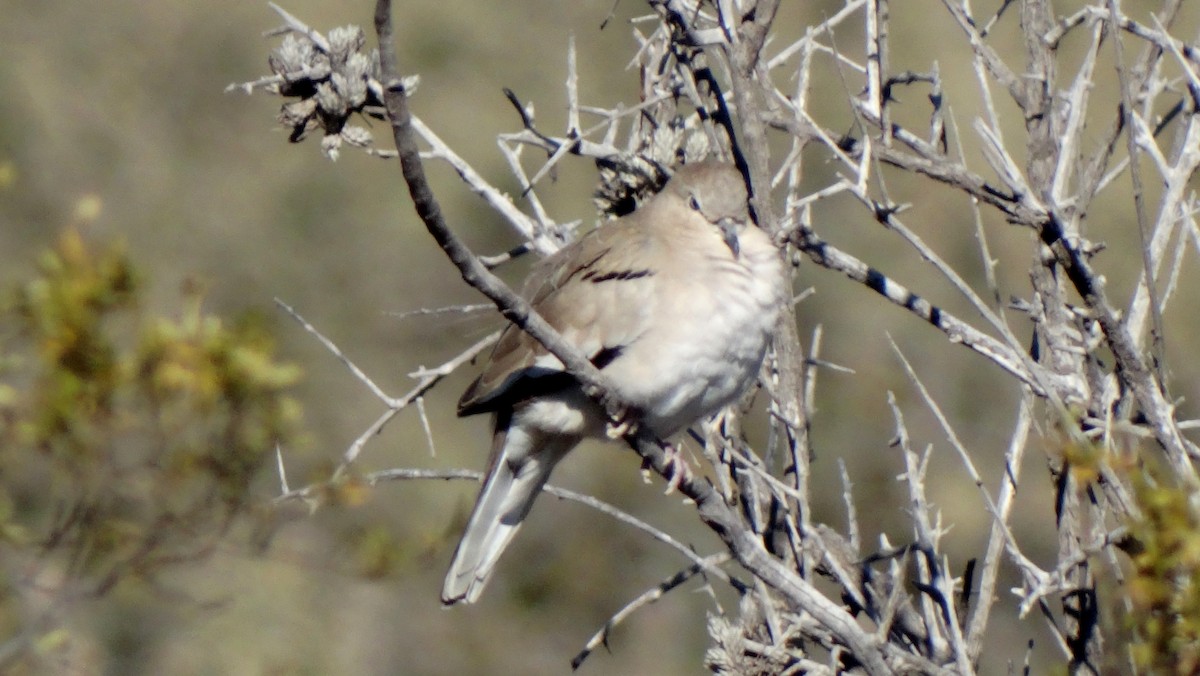 Picui Ground Dove - ML429400411