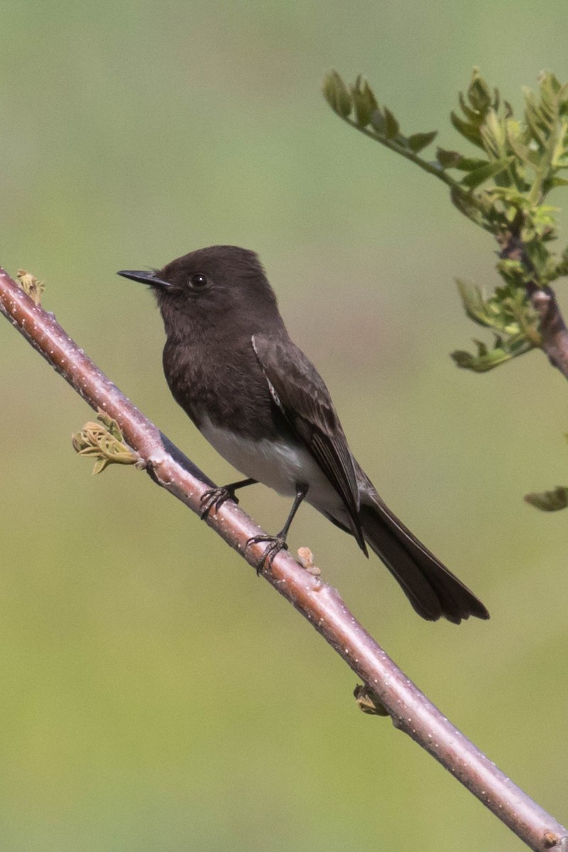 Black Phoebe - ML429400691