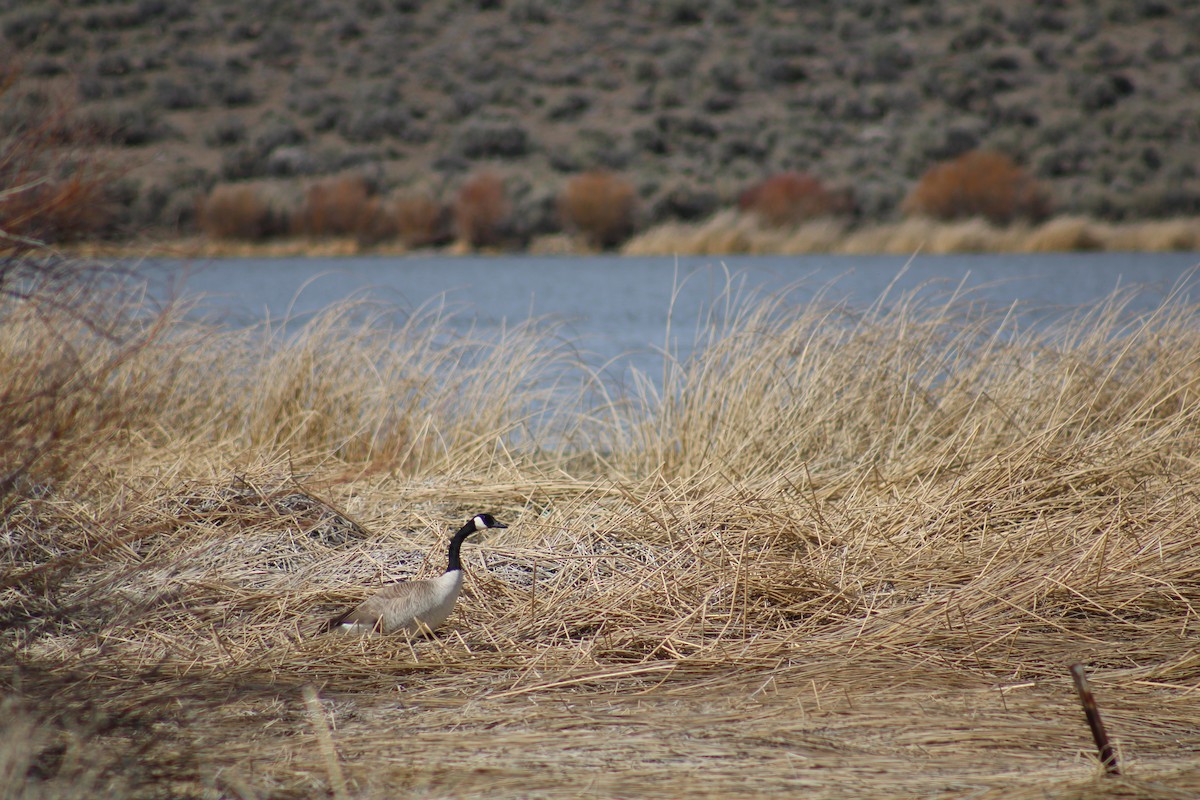 Canada Goose - ML429401801