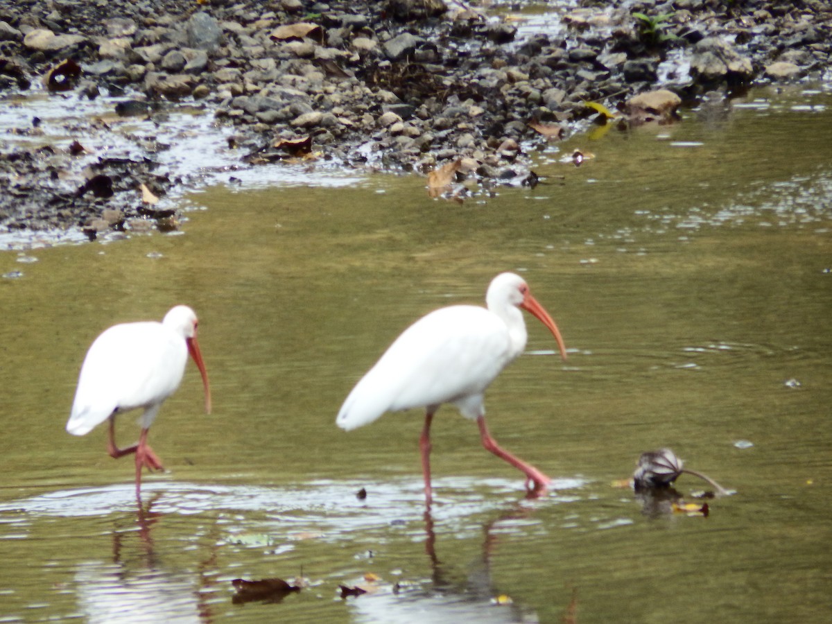 White Ibis - Bill Ypsilantis