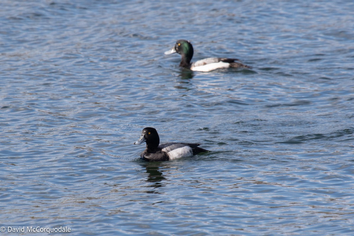 Lesser Scaup - ML429404471