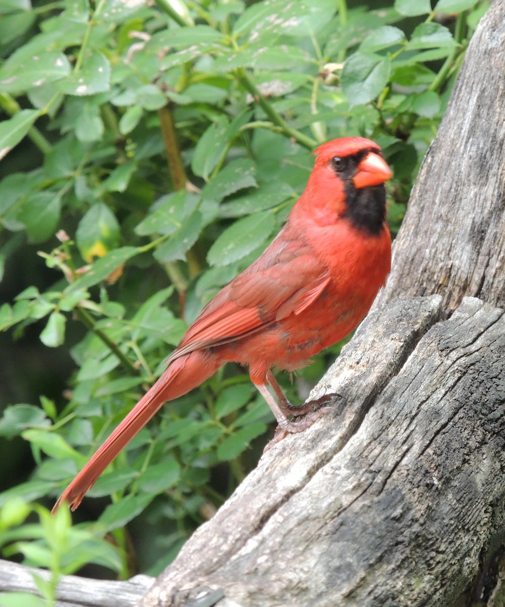 Cardinal rouge - ML429406571