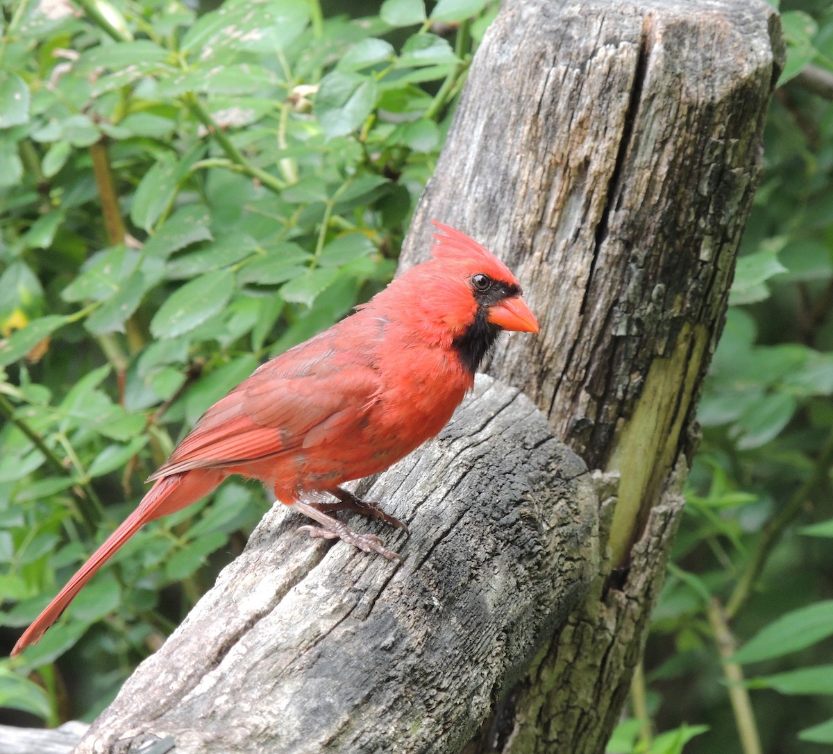 Cardinal rouge - ML429406581