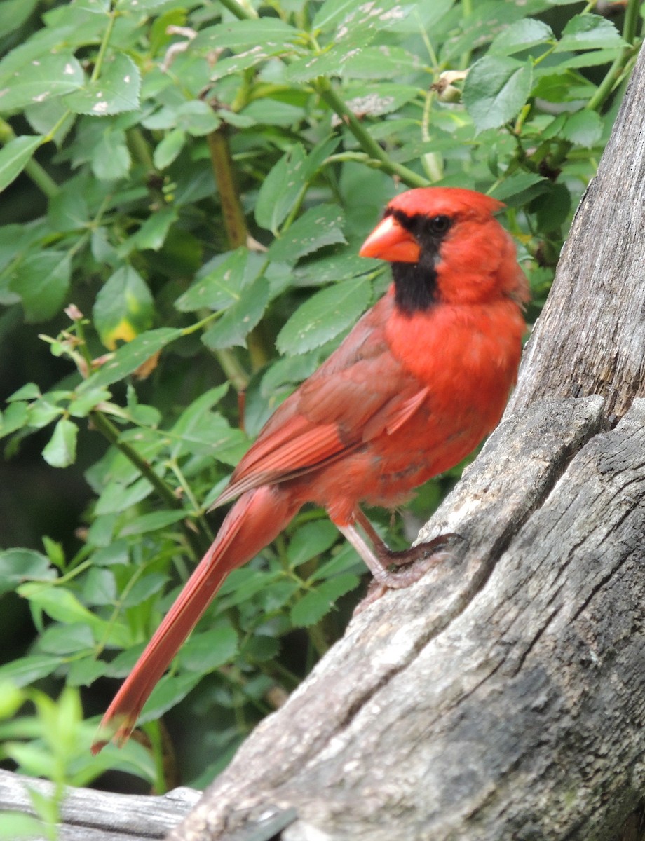 Cardinal rouge - ML429406631