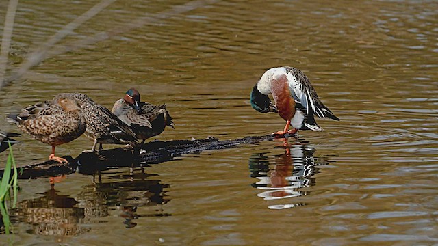 Northern Shoveler - ML429407241