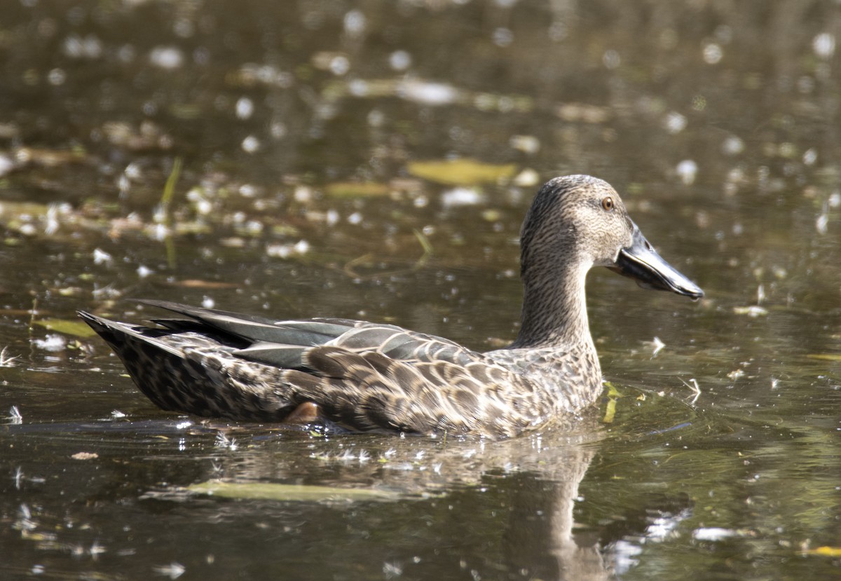 Canard bridé - ML429407601