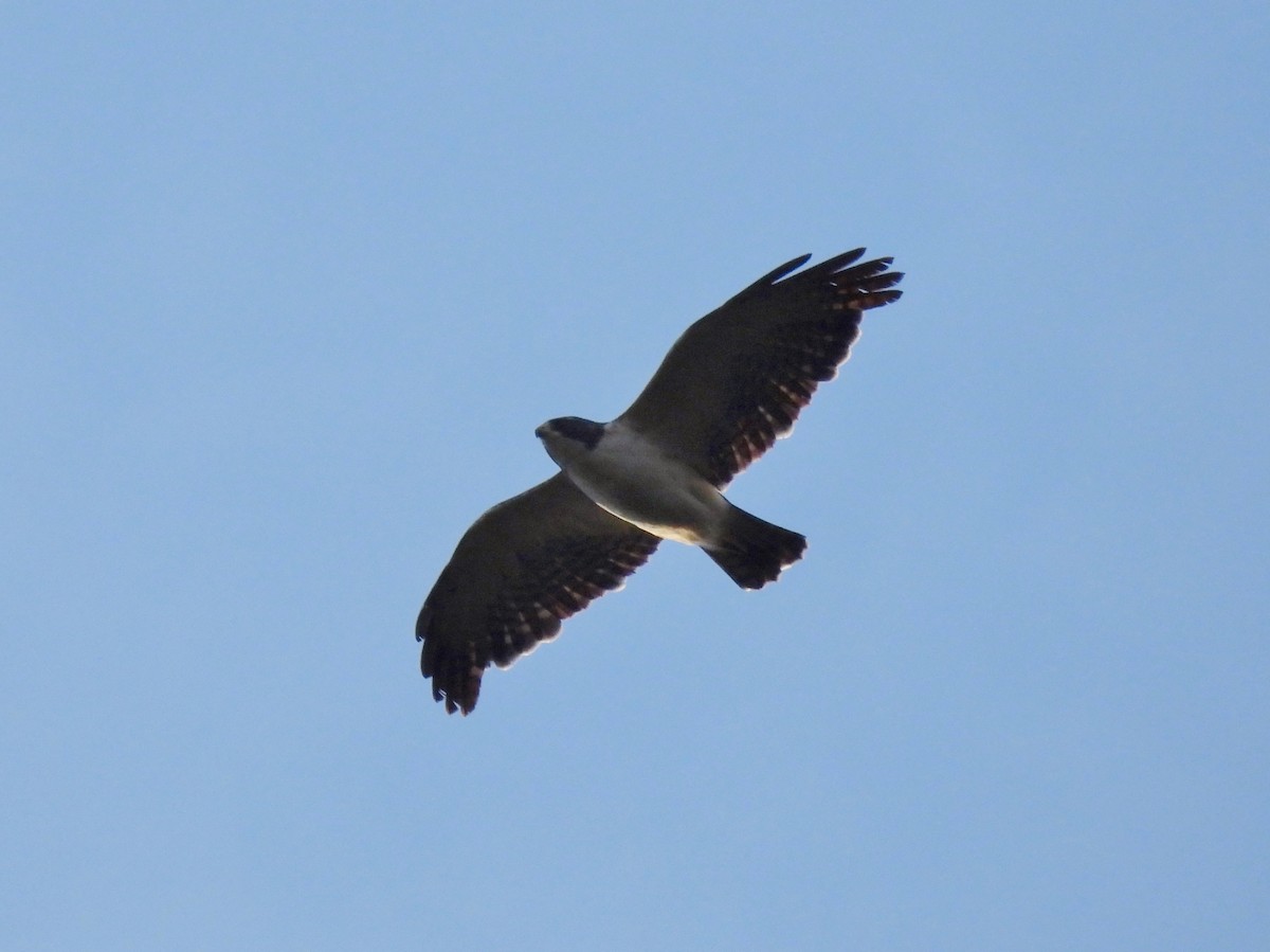 Short-tailed Hawk - Leandro Corrêa