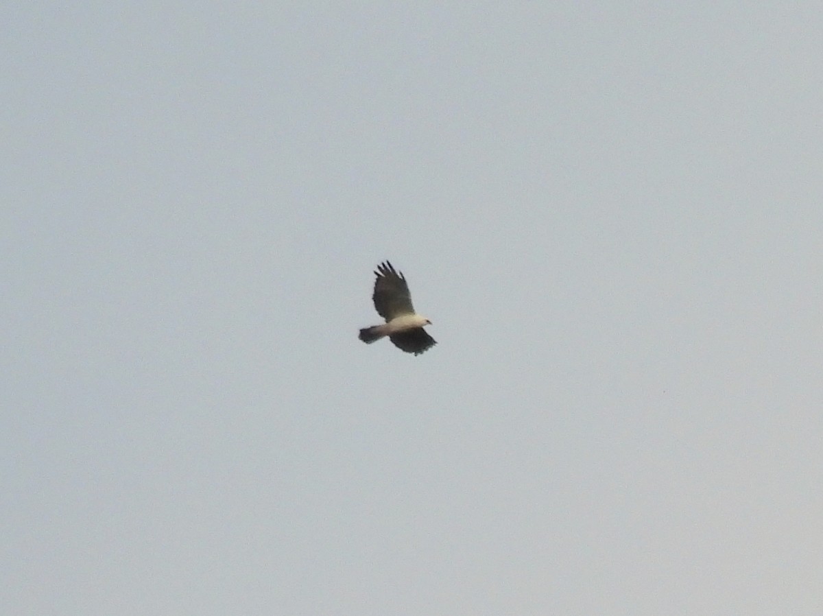 Black-and-white Hawk-Eagle - ML429409641