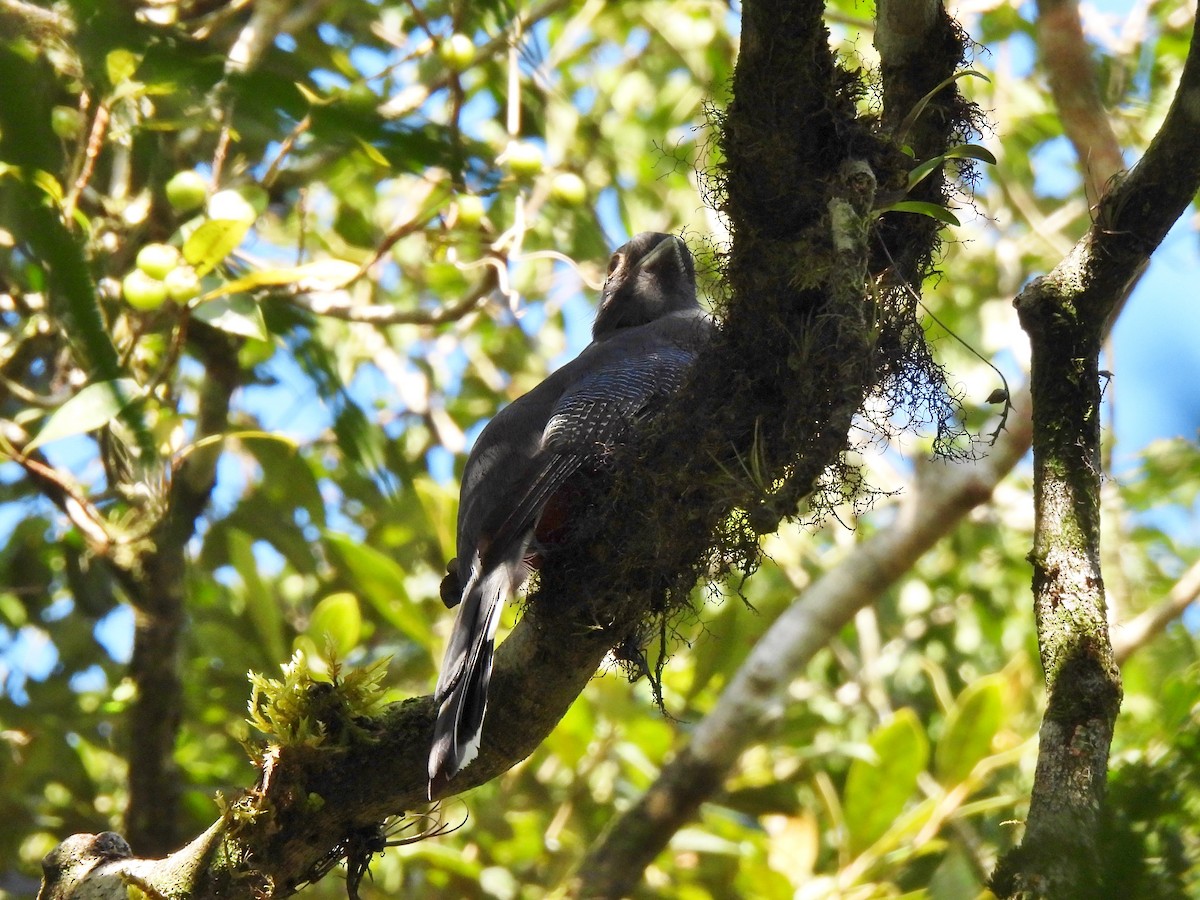 Trogon surucua - ML429409791