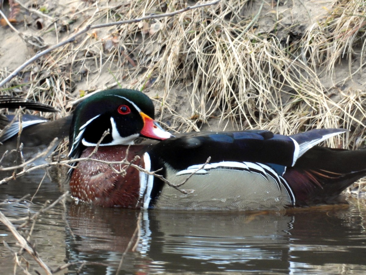 Wood Duck - ML429411001