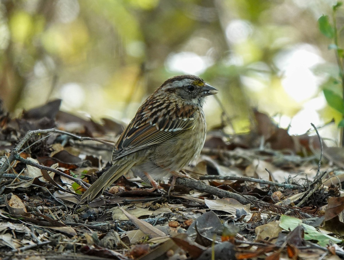 White-throated Sparrow - ML429411041
