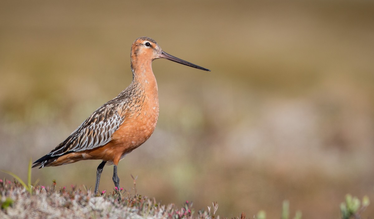 Bar-tailed Godwit (European) - Ian Davies