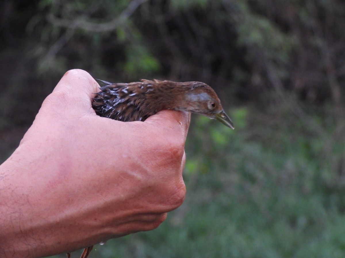 Baillon's Crake - ML429411341