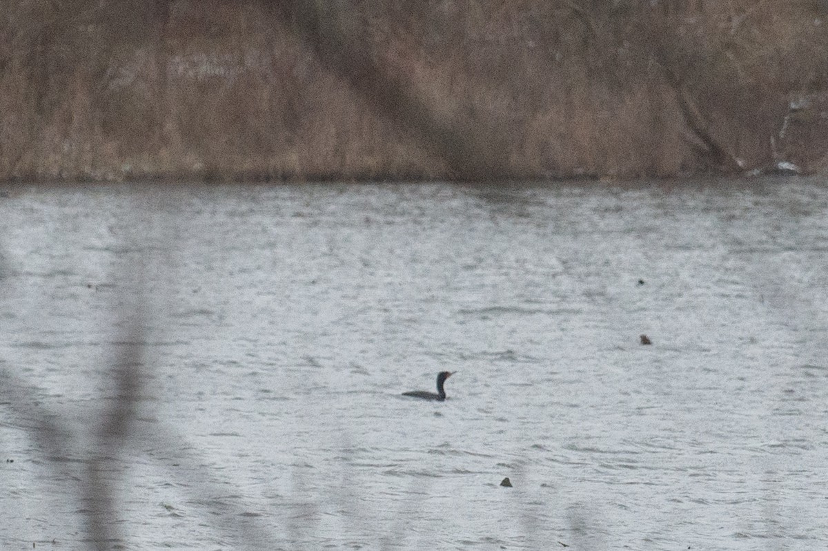 Double-crested Cormorant - ML429411731